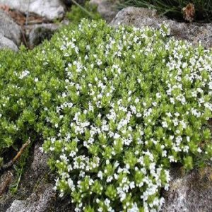 Dúšky (Thymus)