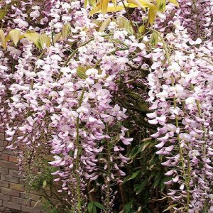 Vistéria kvetnatá (Wisteria floribunda) ´ROSEA´ - výška 150-190cm, kont. C5L 