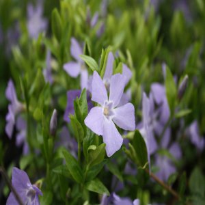 Zimozelene (Vinca)