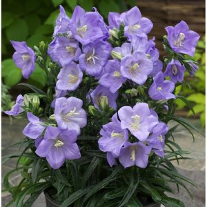 Zvončeky (Campanula)