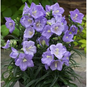 Zvonček (Campanula)