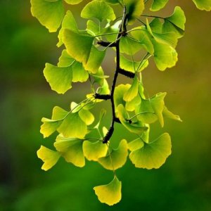 Ginkgo biloba