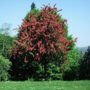 Hlohy (Cratageus)