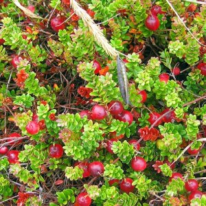 Brusnica veľkoplodá (Vaccinium macrocarpon) ´McFarlin´  - stredne skorá 10-20 cm, kont.C1L