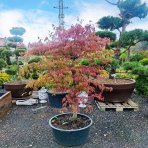 Javor dlaňolistý (Acer palmatum) ´GARNET´ - výška 130-150 cm, kont. C65L 