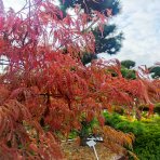 Javor dlaňolistý (Acer palmatum) ´GARNET´ - výška 130-150 cm, kont. C65L 