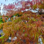 Javor dlaňolistý (Acer palmatum) ´GARNET´ - výška 130-150 cm, kont. C65L 