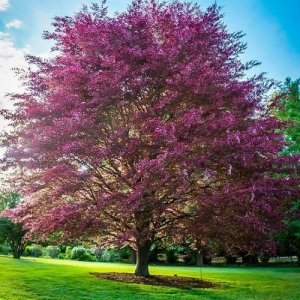 Buk lesný (Fagus sylvatica) ´PURPUREA TRICOLOR´ - výška 90-120cm, kont. C3L