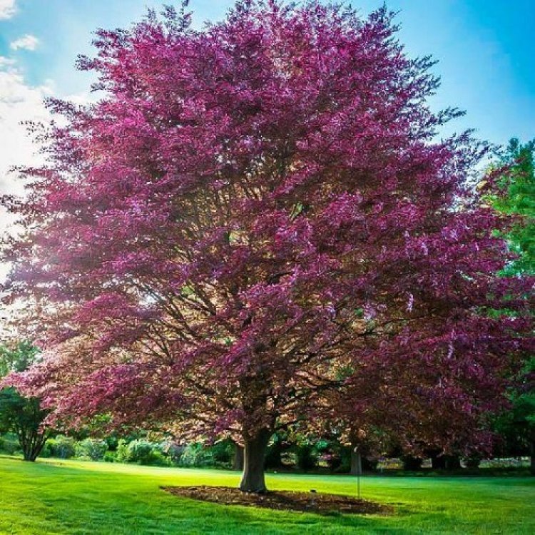 Buk lesný (Fagus sylvatica) ´PURPUREA TRICOLOR´ - výška 90-130 cm, kont. C3L
