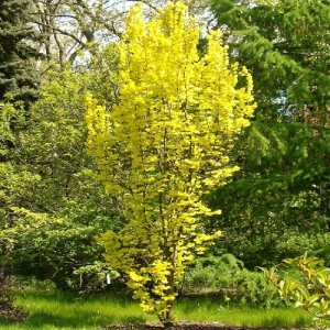 Bresty (Ulmus)