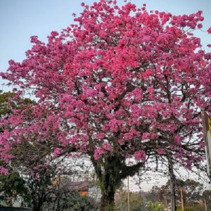 Okrasná jabloň purpurová (Malus) ´OLA´ - výška 100-130 cm, kont. C3L 