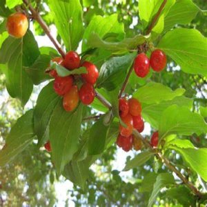 Drieň obyčajný (Cornus mas) - výška 70-90 cm, kont. C5L 