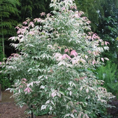 Javor jaseňolistý (Acer negundo) ´FLAMINGO´ - výška 130-150 cm, kont. C7.5L 