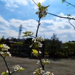 Hruška okrasná (Pyrus calleryana) ´CHANTICLEER´ - výška 240-270 cm, kont. C20L