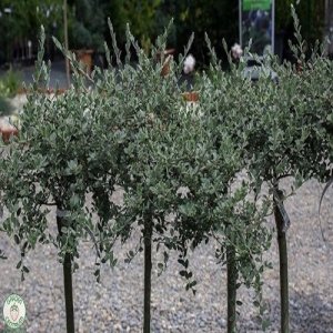 Vŕba plazivá (Salix repens) ´ARGENTEA´ - výška 90-110 cm, kont. C5L  - NA KMIENKU