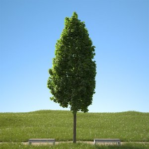 Javor mliečny (Acer platanoides) ´COLUMNARE´ - výška 100-120 cm, kont. C3L 