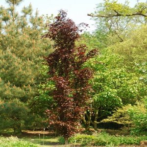 Buk lesný (Fagus sylvatica) ´DAWYCK PURPLE´ výška: 60-90 cm, kont. C3L (-34°C)  