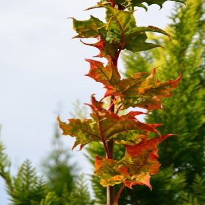 Javor mliečny (Acer platanoides) ´BESKID´ - výška 150-170 cm, kont. C7.5L 