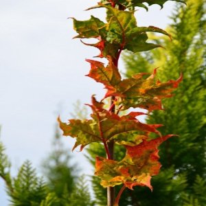 Javor mliečny (Acer platanoides) ´BESKID´ - výška 150-170 cm, kont. C7.5L 