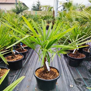 Trachycarpus fortunei  - výška kmeňa 15-25 cm, celková výška 70-90cm (-17°C) 