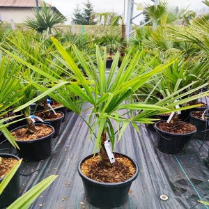 Palma konopná (Trachycarpus fortunei) - výška kmeňa 15-25 cm, celková výška 70-90 cm (-17°C) 
