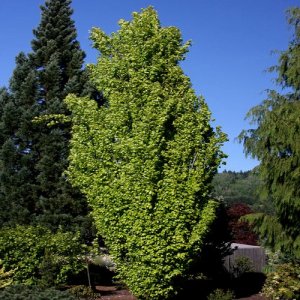 Buk lesný (Fagus sylvatica) ´DAWYCK GOLD´ - výška 60-100 cm, kont. C3L 