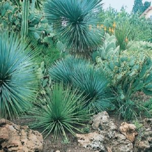 Dasylirion ´GLAUCOPHYLLUM´, výška 30-50 cm, kont. C2L (-16°C) 