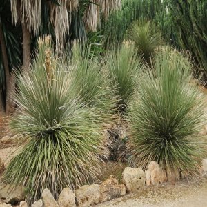Dasylirion ´SERRATIFOLIUM´, výška 30-50 cm, kont. C2L (-10°C) 