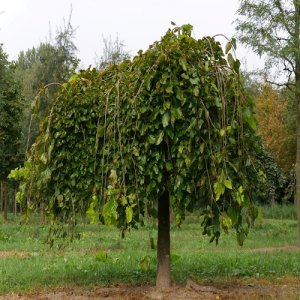 Moruša biela (Morus alba) ´ALBA PENDULA´ - výška 240-260 cm, obvod kmeňa: 18/20 cm, kont. C130/180L