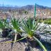 Yucca Gloriosa - výška 40-60 cm, kont. C10L (-17 °C) 