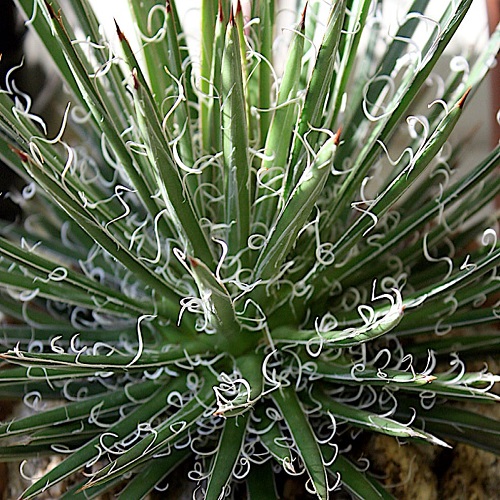 Agave multifilifera