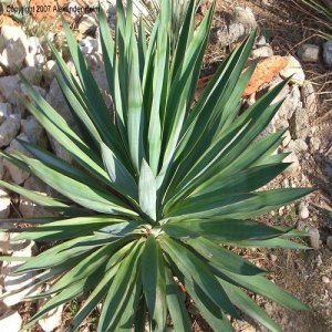 Yucca Gloriosa - výška 40-60 cm, kont. C10L (-17 °C) 
