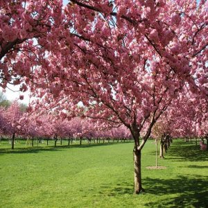 Sakura ozdobná (Prunus serrulata) ´ROYAL BURGUNDY´ - výška 150-180 cm, kont. C5L 