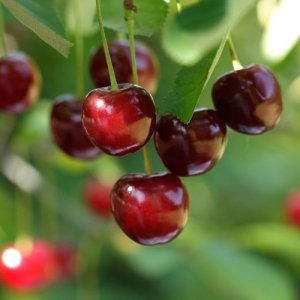 Čerešňa (Prunus avium) ´STELLA´ skorá 180-200 cm - voľnokorenná 
