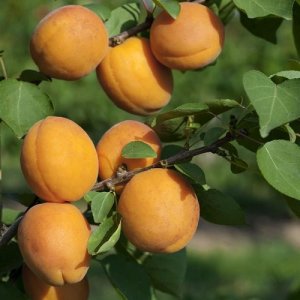 Marhuľa stĺpovitá (Prunus armeniaca) ´COMPACTA´ - stredne skorá - 120–160cm - voľnokorenná