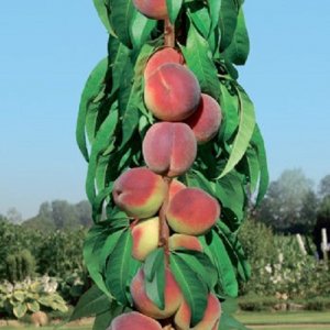 Broskyňa stĺpovitá (Prunus persica) ´AIDA´ - stredne skorá - 150-170 cm - voľnokorenná 