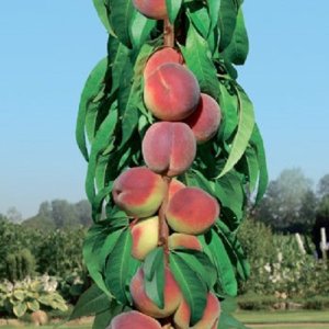 Nízkokmenná broskyňa stĺpovitá (Prunus persica) ´AIDA´ - stredne skorá - 120-140 cm, kont. C3L