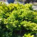Borievka poliehavá (Juniperus procumbens) ´NANA´ - priemer 60-80 cm, kont. C10L