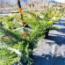 Borievka prostredná (Juniperus x media) ´PFITZERIANA AUREA´ - výška 30-50 cm, kont. C10L