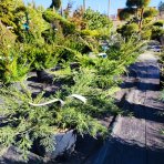 Borievka prostredná (Juniperus x media) ´PFITZERIANA AUREA´ - výška 30-50 cm, kont. C10L