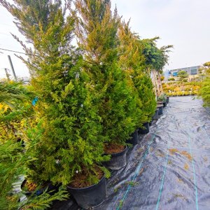 Borievka čínska (Juniperus chinensis) ´SPARTAN´ - výška 200-250 cm, kont. C35L