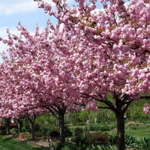 Mandľa trojlaločná (Prunus triloba) – výška 180-200 cm, obvod kmeňa 8/10 cm, kont. C7.5L – NA KMIENKU