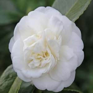 Kamélia japonská (Camellia Japonica) ´NOBILISSIMA´ - výška 15-25cm, kont. P9