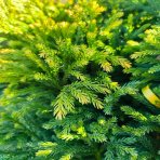 Kryptoméria japonská (Cryptomeria japonica) 'GLOBOSA NANA', priemer rastliny 80-100 cm, CLT55 (-21°C)