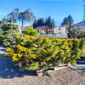 Borievka prostredná (Juniperus x media) ´OLD GOLD´ - priemer rastliny 200-250 cm, kont. C90L