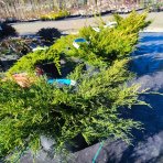 Borievka prostredná (Juniperus x media) ´OLD GOLD´ - výška 40-50 cm, kont. C10L