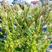 Borievka prostredná (Juniperus x media) ´MINT JULEP´ - výška 60-80 cm, kont. C10L