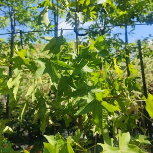 Ambrovník styraxový (Liquidambar styraciflua) - výška 350-400 cm, obvod kmeňa: 8/10 cm, kont. C35L 