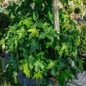 Ambrovník styraxový (Liquidambar styraciflua) ´GUMBALL´ - výška 300-350 cm, obvod kmeňa: 14/16 cm, kont. C90L 