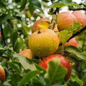 Jabloň domáca (Malus domestica) ´CANADA GRISE´ výška: 200-220 cm, kont. C10L